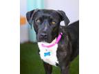 Adopt Luna a Pit Bull Terrier