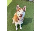 Adopt Bella a Siberian Husky