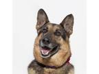 Adopt COCO a German Shepherd Dog