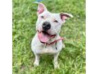 Adopt Blue Ivory a Pit Bull Terrier