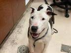 Adopt LILITH a Bull Terrier, Mixed Breed