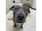 Adopt MAGGIE MAY a Pit Bull Terrier