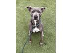 Adopt KASHI a American Staffordshire Terrier