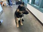 Adopt BABY GIRL a German Shepherd Dog