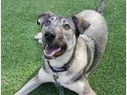 Adopt Shego a German Shepherd Dog, Greyhound
