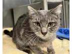 Adopt Modesta a Domestic Short Hair, Tabby