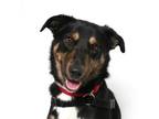 Adopt Reese a Australian Shepherd