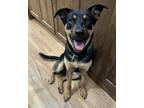 Adopt Gimlet a German Shepherd Dog