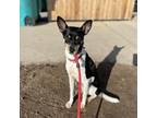Adopt Cleffa a Rat Terrier, Mixed Breed