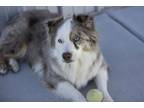 Adopt Livy a Australian Shepherd