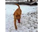 Adopt Roja-current favorite song 'Texas Hold 'Em' a Yellow Labrador Retriever