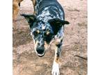 Adopt Bam Bam-would love to see Taylor live! a Australian Shepherd