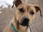 Adopt LOLA a Rhodesian Ridgeback