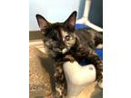 Adopt Lumena a Domestic Short Hair