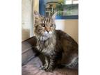 Adopt Zoia a Domestic Medium Hair