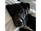 Adopt Lacey FOSTERED IN CT a Labrador Retriever