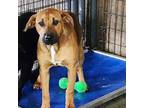 Adopt Zoey a German Shepherd Dog, Boxer