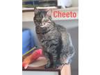 Adopt Cheeto, Willow Grove PetSmart (FCID# 03/05/24-401) a Tabby