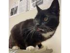 Adopt MJ a Domestic Short Hair