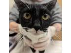 Adopt Comet Moth a Domestic Short Hair