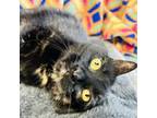 Adopt Bella a Domestic Short Hair