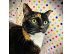 Adopt Mai a Domestic Short Hair