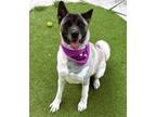 Adopt MIA a Akita