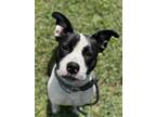 Adopt CECE a American Staffordshire Terrier