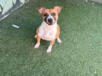 Adopt ELLEN a Staffordshire Bull Terrier