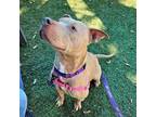 Adopt Abby a Mixed Breed