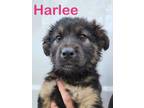 Adopt Harlee - adoption pending a German Shepherd Dog