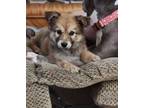 Adopt C litter - Chloe a German Shepherd Dog