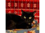 Adopt Rhodes a Domestic Short Hair