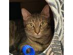 Adopt Icaria a Domestic Short Hair