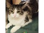 Adopt Julianna a Domestic Medium Hair