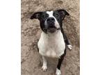 Adopt MILKYWAY a Pit Bull Terrier