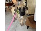 Adopt Navi a Great Dane, Cane Corso