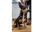 Adopt Coco a Miniature Pinscher, Dachshund