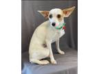 Adopt Cinnabon a Jack Russell Terrier