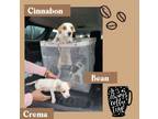 Adopt Crema a Jack Russell Terrier