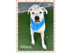Adopt ATHENA a Dogo Argentino