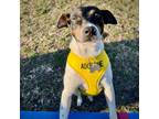 Adopt Bea (IL) a Rat Terrier