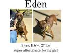 Adopt Eden a Terrier