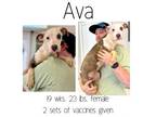 Adopt Ava a Mixed Breed