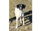 Adopt Juno a Pointer