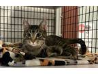 Adopt Cameo a Domestic Short Hair