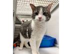 Adopt Esther a Domestic Short Hair