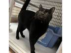 Adopt Frank a Domestic Short Hair