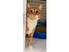 Adopt Lily a Domestic Short Hair