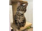 Adopt Mindy a Domestic Short Hair